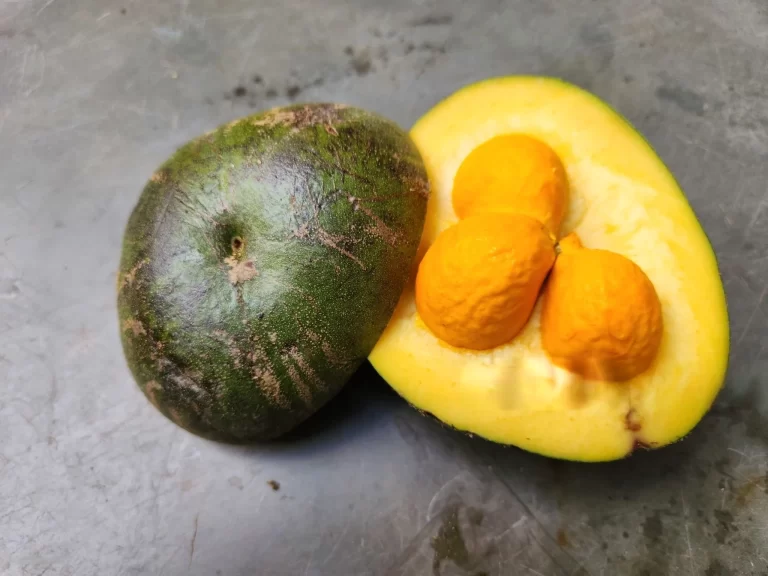 Festa do Pequi: O Sabor Exótico da Fruta do Cerrado Mineiro
